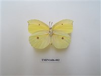 藏品(圓翅鉤粉蝶)的圖片